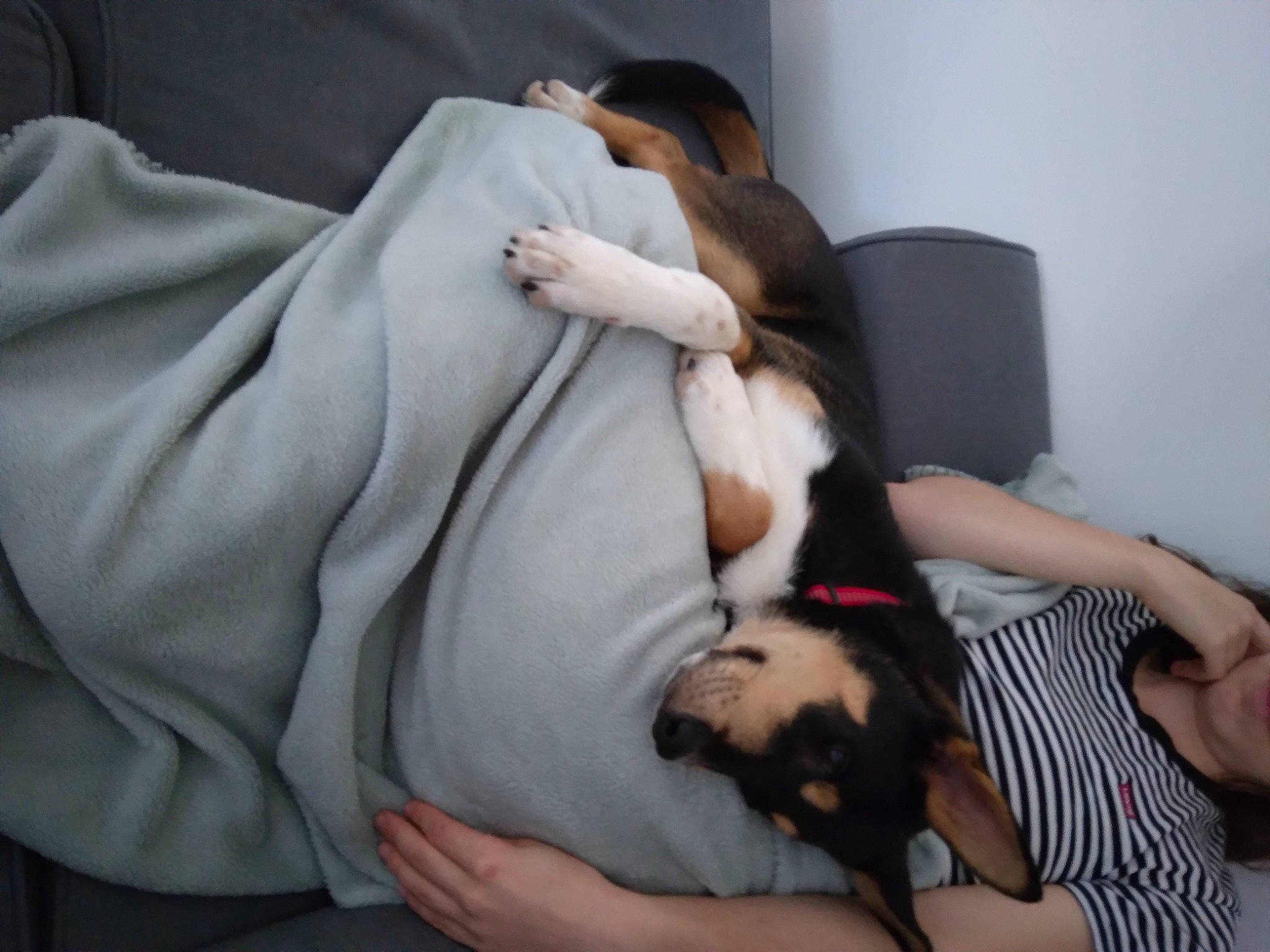 T'Challa a rejoint le concours — aidez-le/la à gagner de superbes lots ! abdomen, carnivore, child, comfort, companion_dog, dog, dog_breed, ear, elbow, fawn, fur, gesture, knee, linens, nap, paw, room, sitting, toy_dog, vertebrate