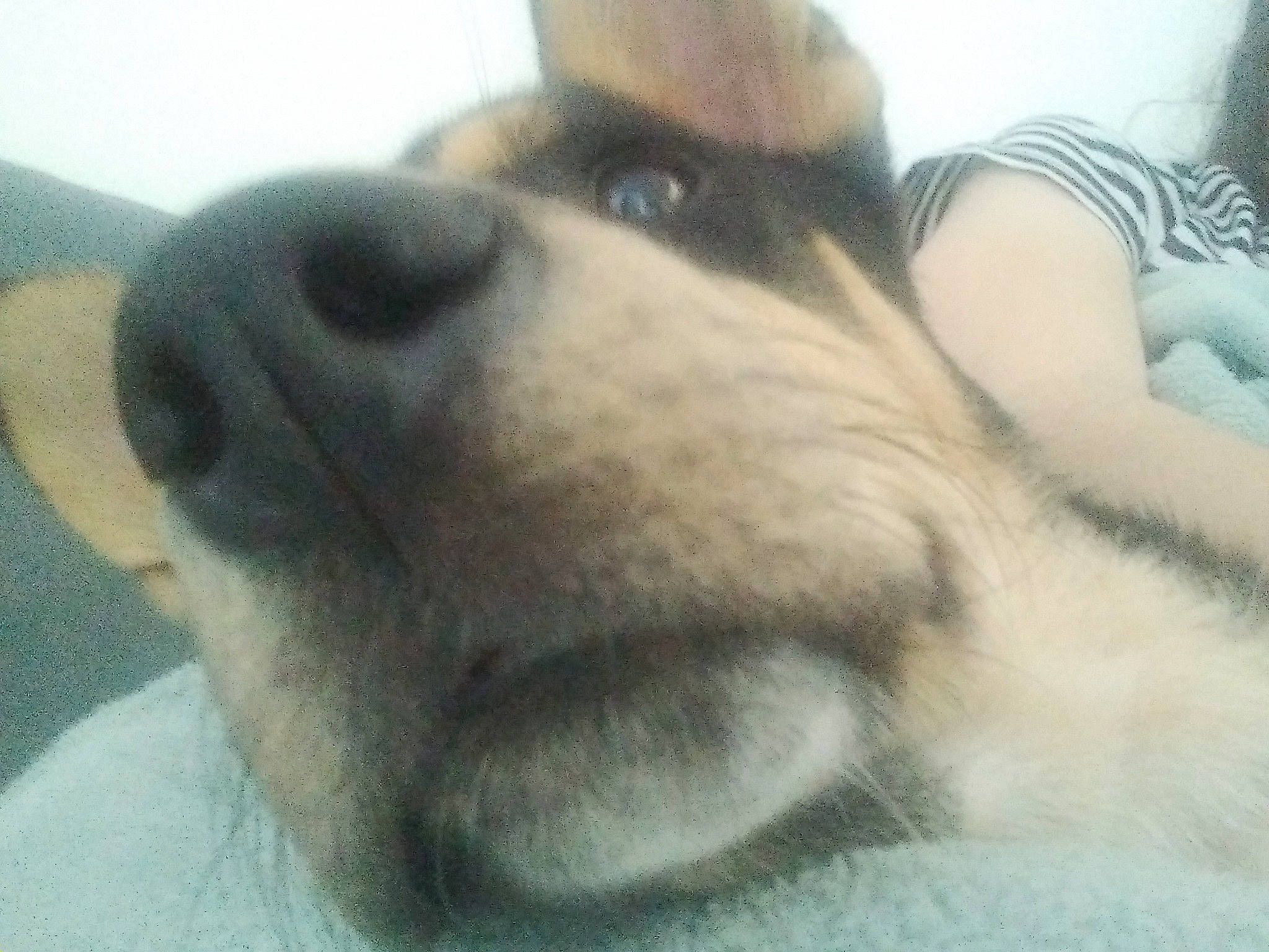 T'Challa a rejoint le concours — aidez-le/la à gagner de superbes lots ! canidae, carnivore, comfort, companion_dog, dog, dog_breed, ear, fawn, fur, mammal, paw, snout, sporting_group, terrestrial_animal, whiskers, working_animal, working_dog