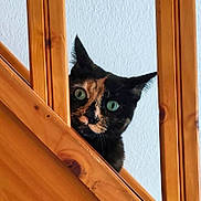 Luna a rejoint le concours — aidez-le/la à gagner de superbes lots ! cat, tortoiseshell, stairs, wood, curious, green_eyes, indoor, pet, animal, peeking, playful, face, ears, whiskers, home, feline, closeup, vertical_bars, texture, light