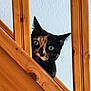 cat, tortoiseshell, stairs, wood, curious, green_eyes, indoor, pet, animal, peeking, playful, face, ears, whiskers, home, feline, closeup, vertical_bars, texture, light
