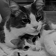 Phénix a rejoint le concours — aidez-le/la à gagner de superbes lots ! cat, cats, feline, pet, animal, snuggling, cozy, whiskers, ears, closeup, resting, cute, companion, fur, portrait, domestic, friendship, black_and_white, relaxing, intimate