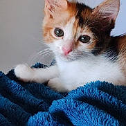 Nala participe au concours pour gagner de l'argent avec cette photo : kitten, calico, cat, pet, animal, feline, cute, whiskers, soft, blue_blanket, cozy, indoor, young, fur, small, resting, curious, closeup, domestic, adorable