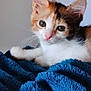 kitten, calico, cat, pet, animal, feline, cute, whiskers, soft, blue_blanket, cozy, indoor, young, fur, small, resting, curious, closeup, domestic, adorable
