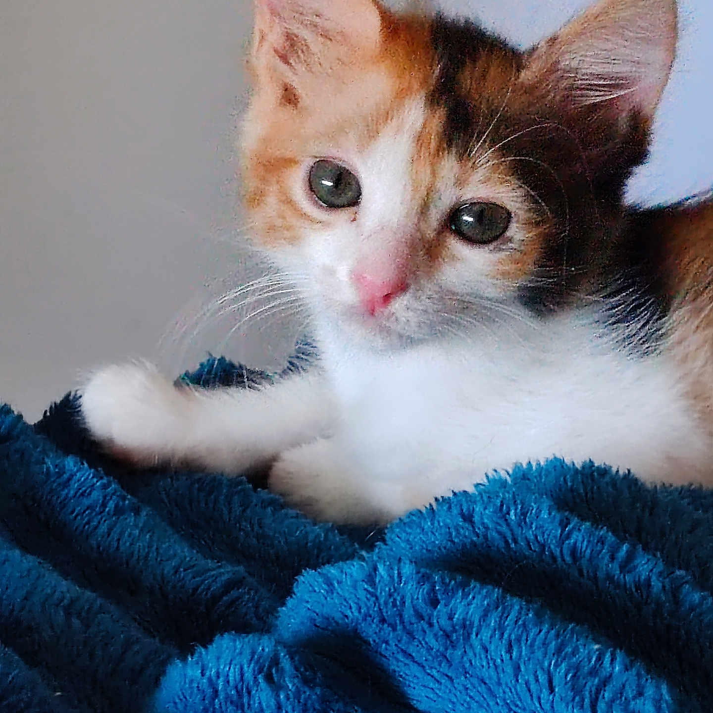 Nala participe au concours pour gagner de l'argent avec cette photo : adorable, animal, blue_blanket, calico, cat, closeup, cozy, curious, cute, domestic, feline, fur, indoor, kitten, pet, resting, small, soft, whiskers, young