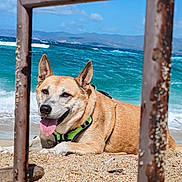 Ottaya participe au concours pour gagner de l'argent avec cette photo : dog, beach, sand, sea, waves, sky, clouds, metal_frame, outdoor, sunny, tongue_out, happy, canine, nature, coast, summer, relaxing, water, scenic, animal
