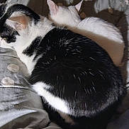 Joao Et Nala a rejoint le concours — aidez-le/la à gagner de superbes lots ! cat, cats, black_and_white_cat, white_cat, pet, feline, sleeping, resting, blanket, polka_dot, cozy, indoor, animal, fur, cute, companion, relaxation, shadow, soft_light, bed