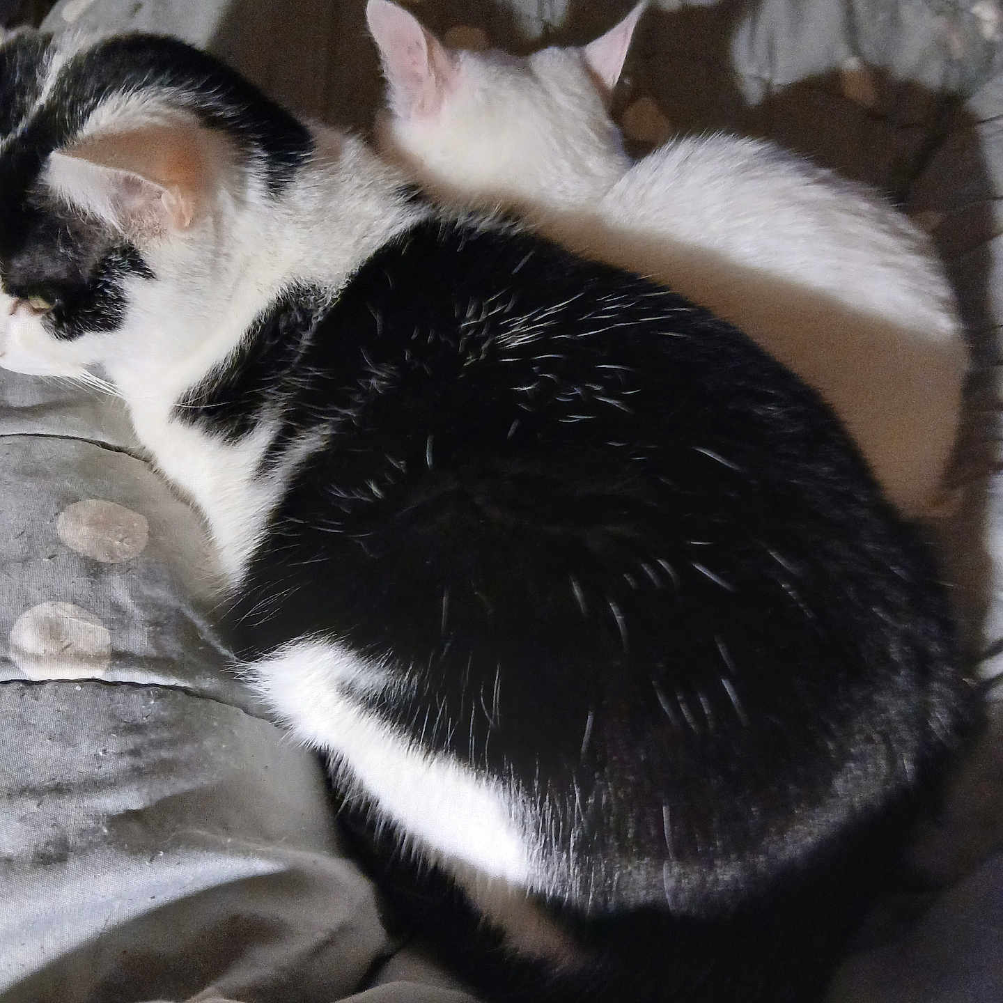 Joao Et Nala a rejoint le concours — aidez-le/la à gagner de superbes lots ! cat, cats, black_and_white_cat, white_cat, pet, feline, sleeping, resting, blanket, polka_dot, cozy, indoor, animal, fur, cute, companion, relaxation, shadow, soft_light, bed