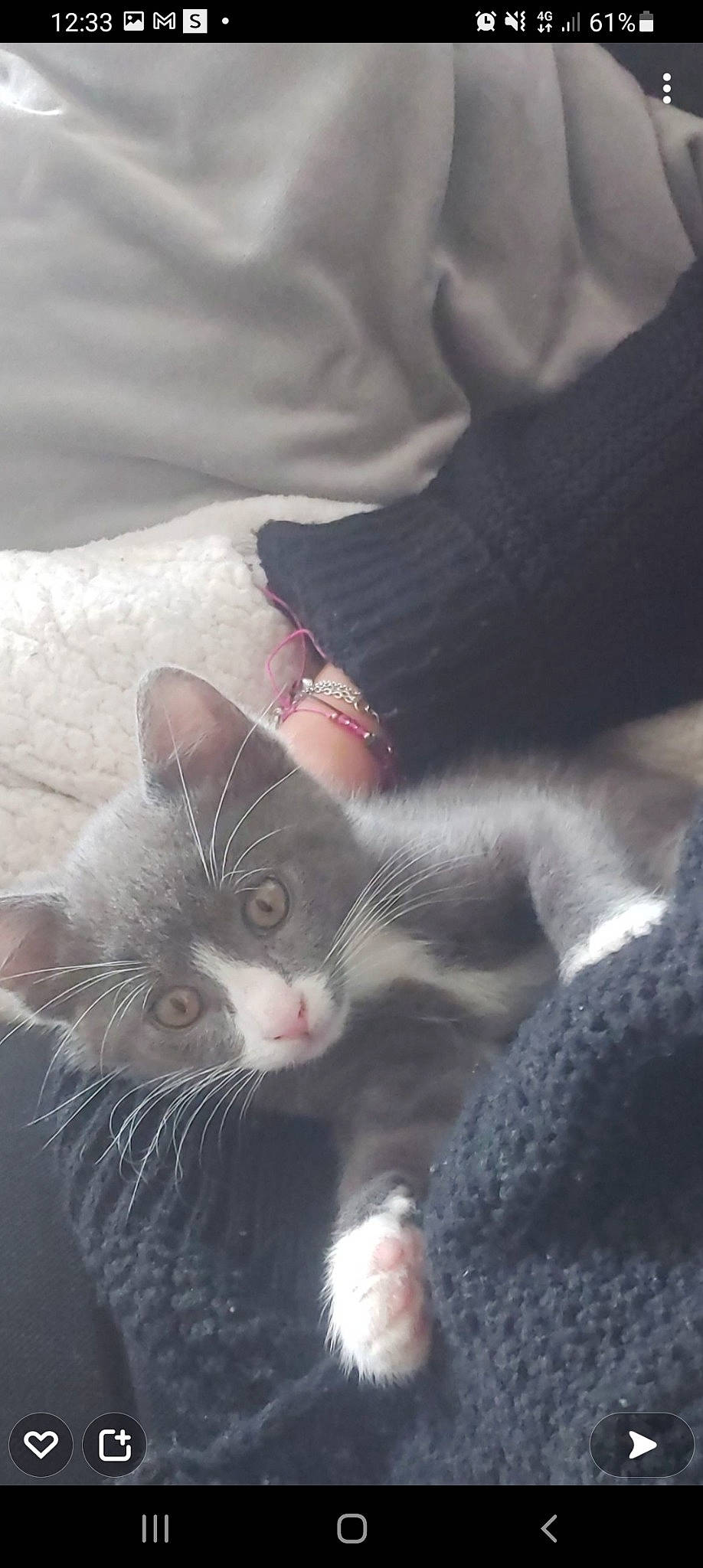 Smooky a rejoint le concours — aidez-le/la à gagner de superbes lots ! black_cat, carnivore, cat, claw, cloud, comfort, domestic_short_haired_cat, ear, felidae, fur, grey, nap, paw, plant, sand, small_to_medium_sized_cats, snout, tail, tree, whiskers