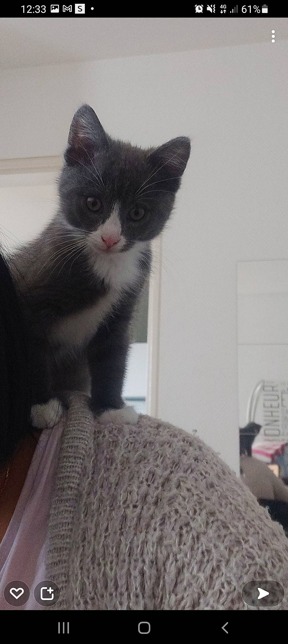 Smooky a rejoint le concours — aidez-le/la à gagner de superbes lots ! black_cat, carnivore, cat, claw, comfort, domestic_short_haired_cat, felidae, fur, grey, human_leg, leg, linens, paw, sitting, small_to_medium_sized_cats, snout, tail, whiskers