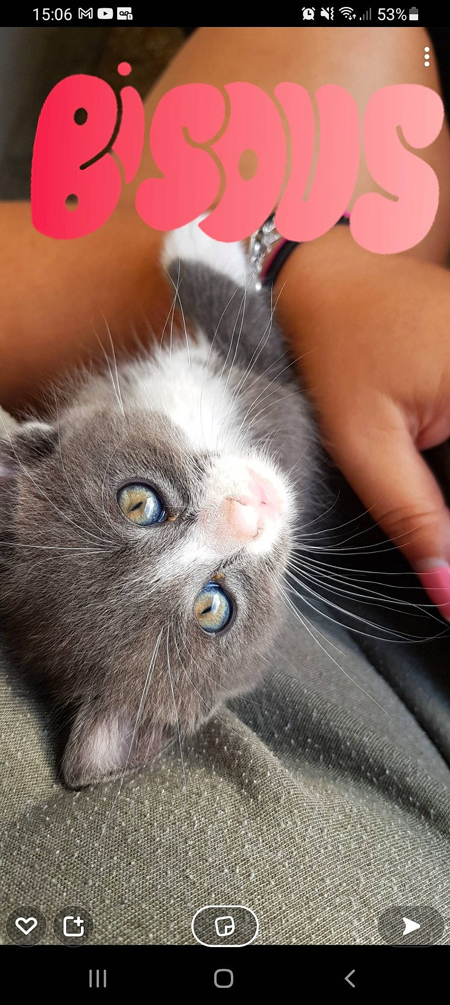 Smooky a rejoint le concours — aidez-le/la à gagner de superbes lots ! carnivore, cat, claw, comfort, domestic_short_haired_cat, felidae, flooring, foot, fur, gesture, nail, nose, paw, photo_caption, small_to_medium_sized_cats, snout, terrestrial_animal, whiskers