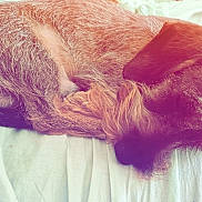 Vadrouille participe au concours pour gagner de l'argent avec cette photo : animal, blanket, canine, close_up, comfort, cozy, curled_up, cute, dog, ears, fur, furry, indoors, muzzle, nap, pet, relaxed, resting, sleeping, soft