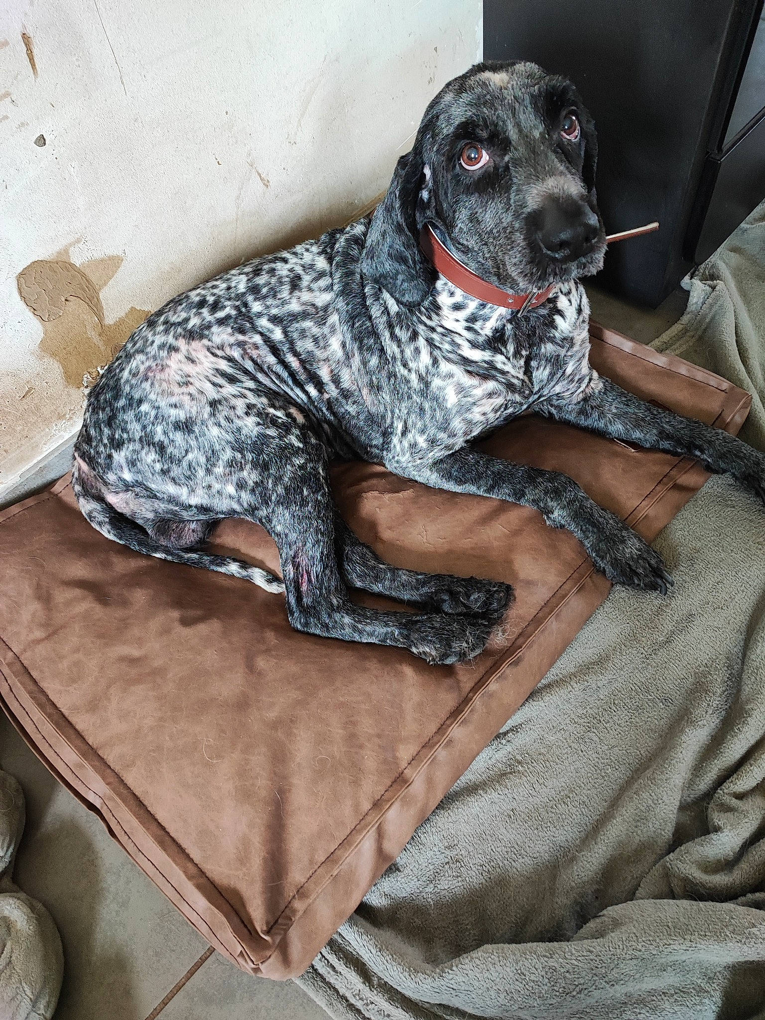 Igor a rejoint le concours — aidez-le/la à gagner de superbes lots ! carnivore, collar, comfort, companion_dog, dog, dog_breed, dog_collar, dog_supply, fawn, fur, grey, guard_dog, gun_dog, military_camouflage, non_sporting_group, pattern, sitting, sporting_group, working_animal, working_dog