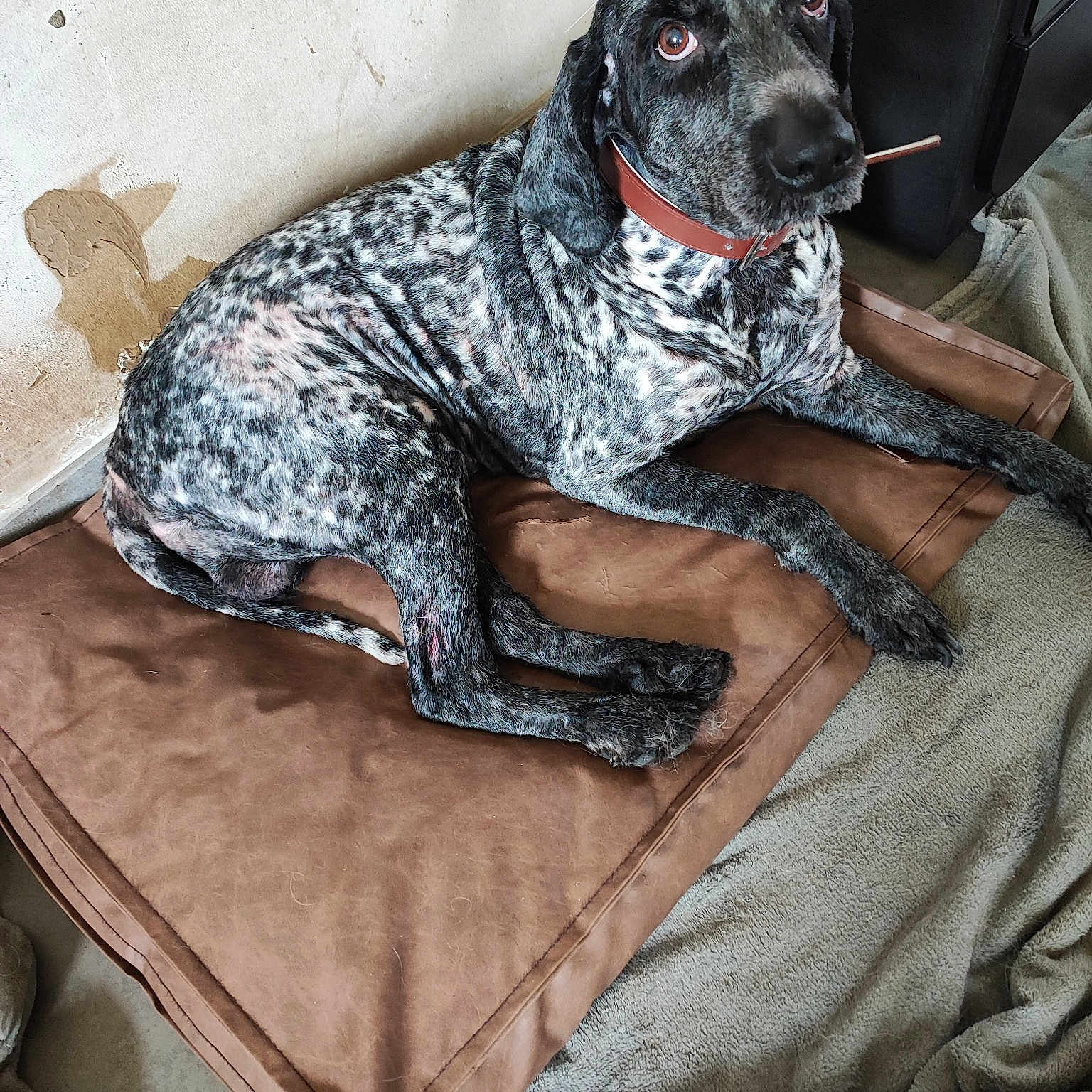 Igor