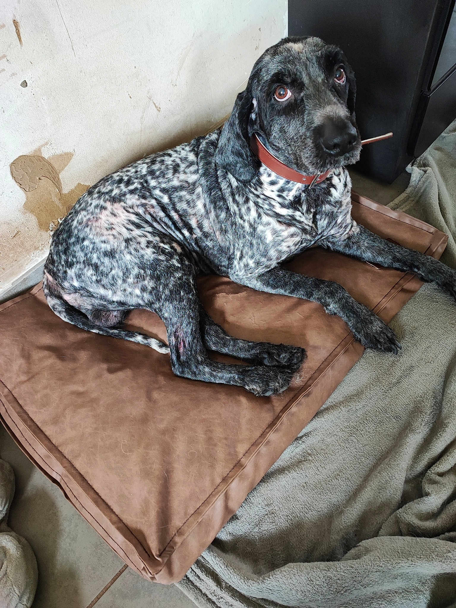 Igor