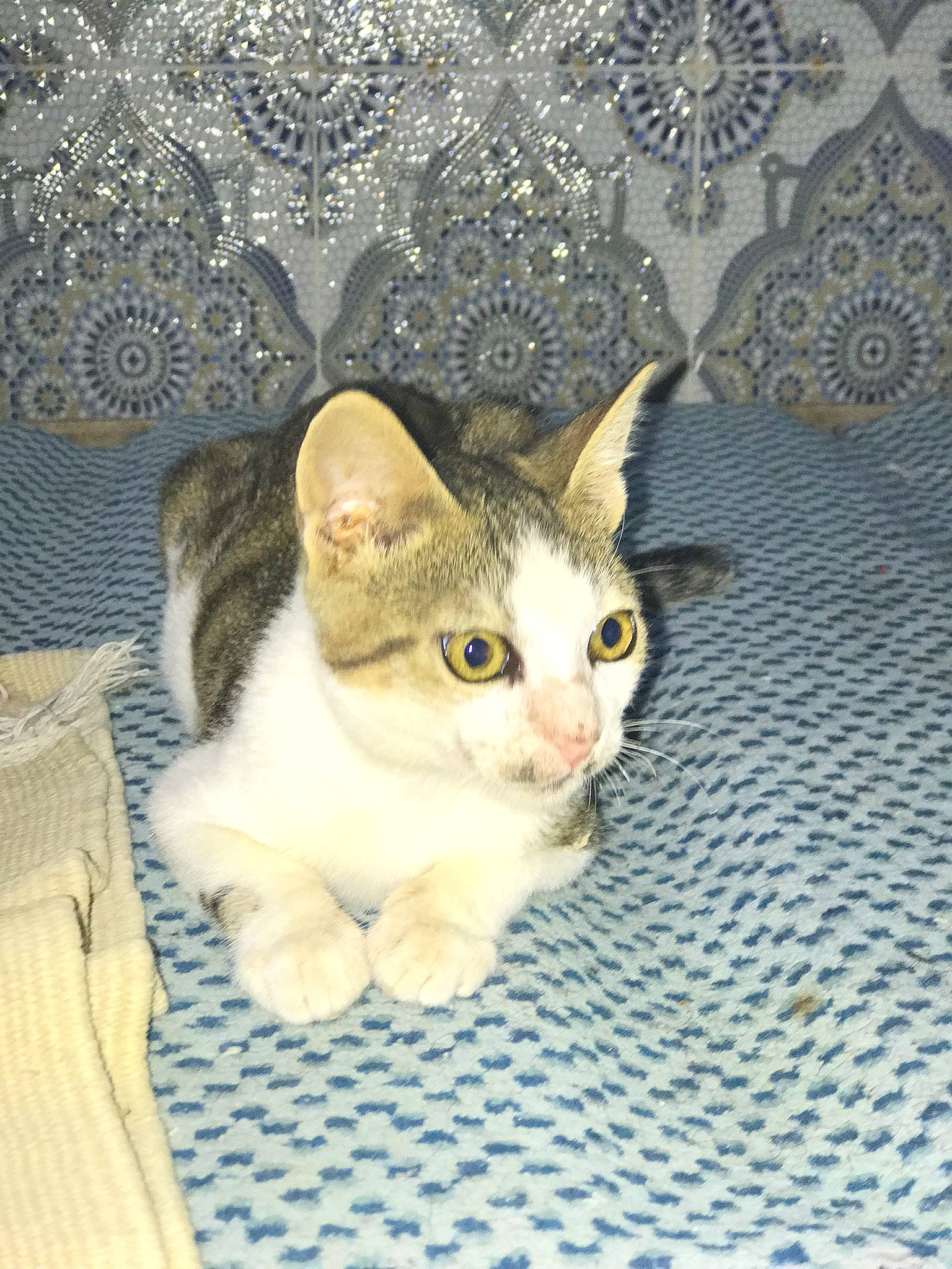 Batata participe au concours pour gagner de l'argent avec cette photo : carnivore, cat, collar, domestic_short_haired_cat, fawn, felidae, fur, linens, paw, small_to_medium_sized_cats, snout, tail, whiskers