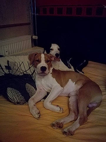 Fever élevage Playmaker'S Hr a rejoint le concours — aidez-le/la à gagner de superbes lots ! beaglier, canidae, carnivore, collar, companion_dog, dog, dog_breed, floor, flooring, hardwood, hound, liver, paw, pet_supply, sporting_group, tail, wood, wood_flooring, working_animal, working_dog