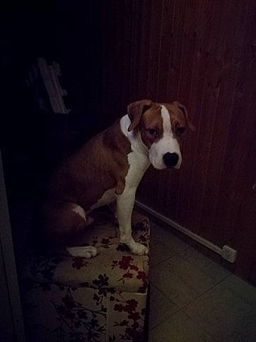 Fever élevage Playmaker'S Hr a rejoint le concours — aidez-le/la à gagner de superbes lots ! canidae, carnivore, companion_dog, dog, dog_breed, dog_supply, fawn, liver, snout, sporting_group, tail, working_animal, working_dog