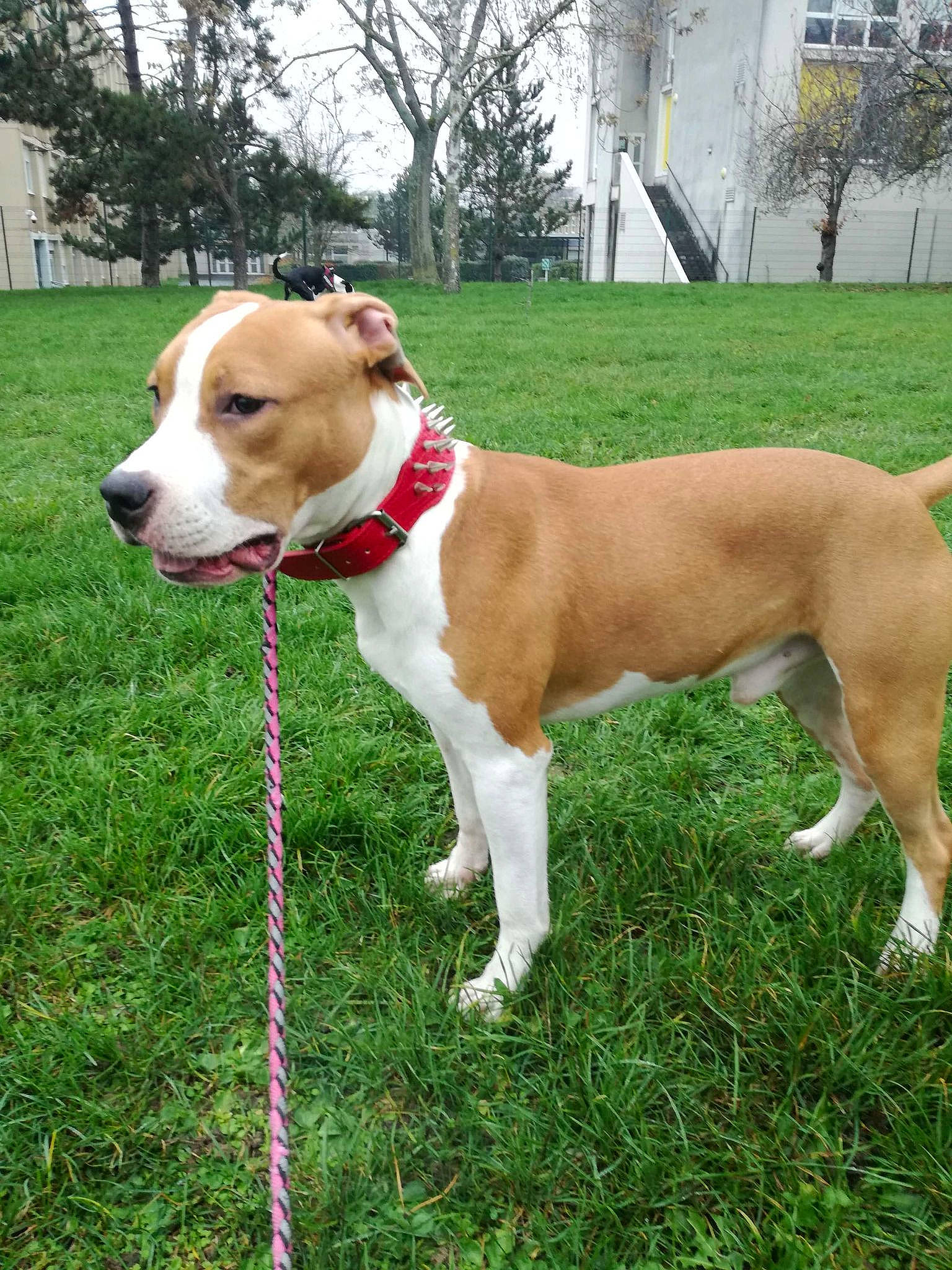 Fever élevage Playmaker'S Hr