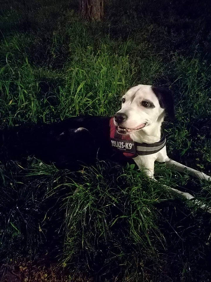 Lexa participe au concours pour gagner de l'argent avec cette photo : canidae, carnivore, companion_dog, dog, dog_breed, grass, hunting_dog, labrador_retriever, mammal, plant, retriever, snout, sporting_group