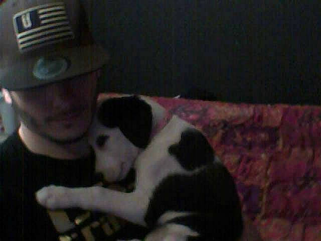 Lexa a rejoint le concours — aidez-le/la à gagner de superbes lots ! black, boston_terrier, canidae, carnivore, dog, dog_breed, mammal, non_sporting_group, puppy, sporting_group, vertebrate