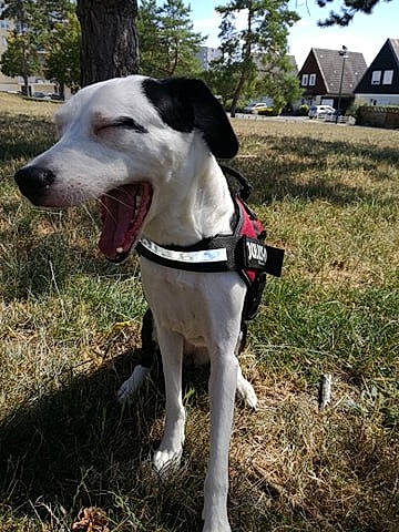 Lexa a rejoint le concours — aidez-le/la à gagner de superbes lots ! adventure, canidae, carnivore, companion_dog, cretan_hound, dog, dog_breed, eurohound, hunting_dog, mammal, rare_breed_dog, snout, sporting_group, vertebrate