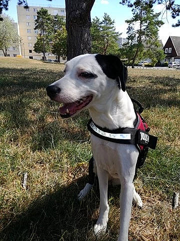 Lexa a rejoint le concours — aidez-le/la à gagner de superbes lots ! adventure, canidae, carnivore, companion_dog, dog, dog_breed, eurohound, hunting_dog, mammal, pointer, sporting_group, vertebrate