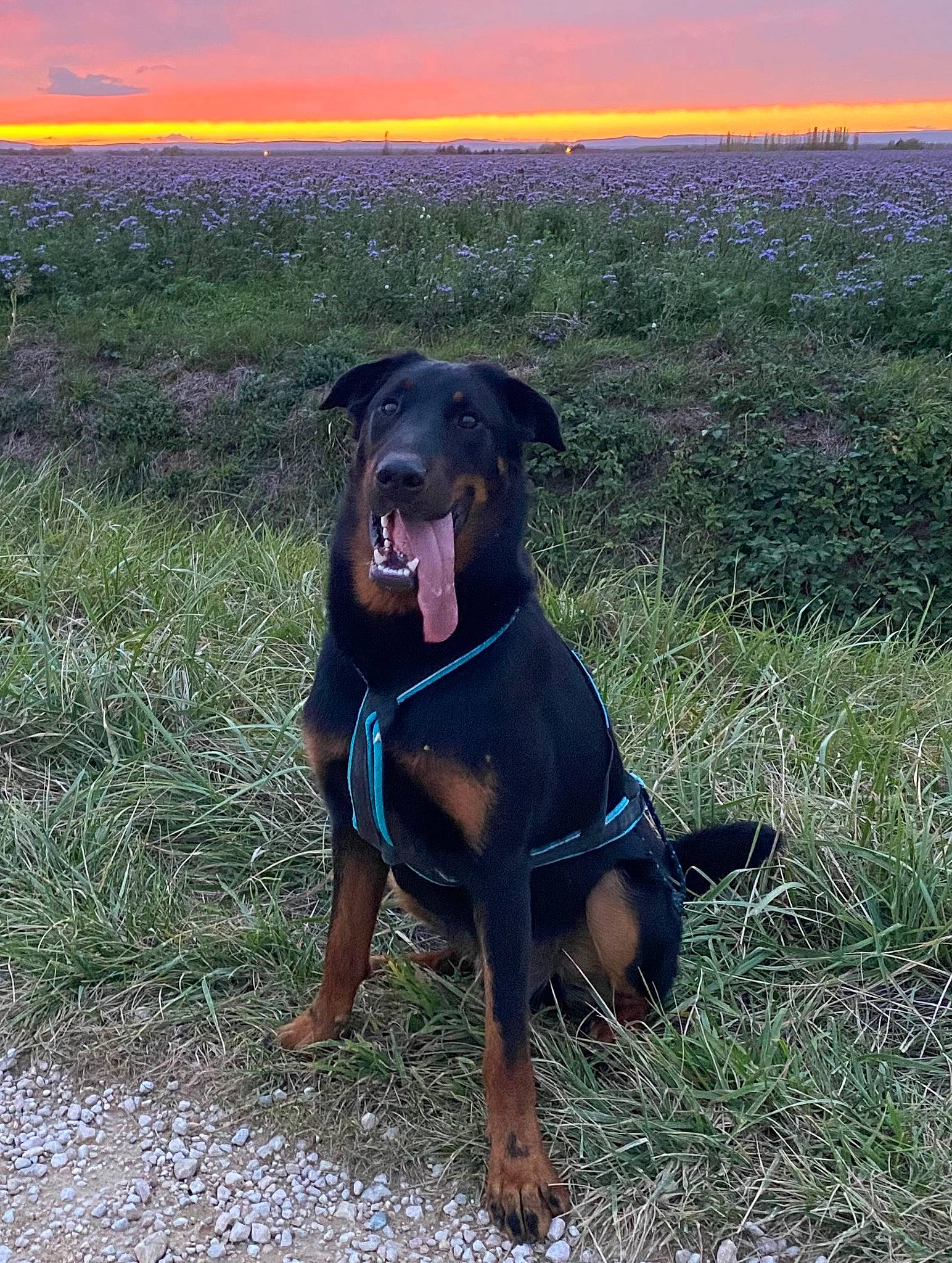 Tiago a rejoint le concours — aidez-le/la à gagner de superbes lots ! canidae, carnivore, collar, companion_dog, dog, dog_breed, dog_collar, electric_blue, fawn, grass, grassland, guard_dog, personal_protective_equipment, pet_supply, prairie, rottweiler, sky, sporting_group, working_animal, working_dog