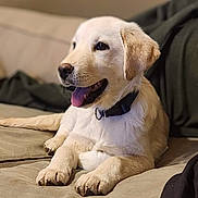 Duke is registered to the contest to win money with this photo: dog, puppy, golden_retriever, couch, indoor, pet, tongue_out, collar, relaxed, happy, fur, animal, mammal, laying_down, beige, close_up, domestic_animal, cute, companion, young