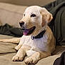 dog, puppy, golden_retriever, couch, indoor, pet, tongue_out, collar, relaxed, happy, fur, animal, mammal, laying_down, beige, close_up, domestic_animal, cute, companion, young