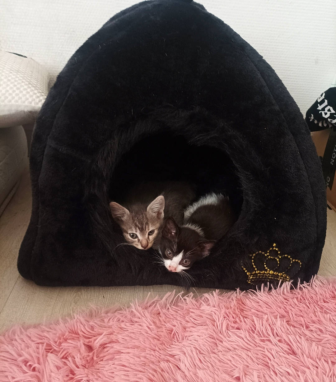 Nirvana a rejoint le concours — aidez-le/la à gagner de superbes lots ! automotive_tire, bag, black_cat, bombay, carnivore, cat, cat_bed, cat_supply, comfort, domestic_short_haired_cat, felidae, fur, grey, pet_supply, small_to_medium_sized_cats, snout, tail, terrestrial_animal, whiskers, window