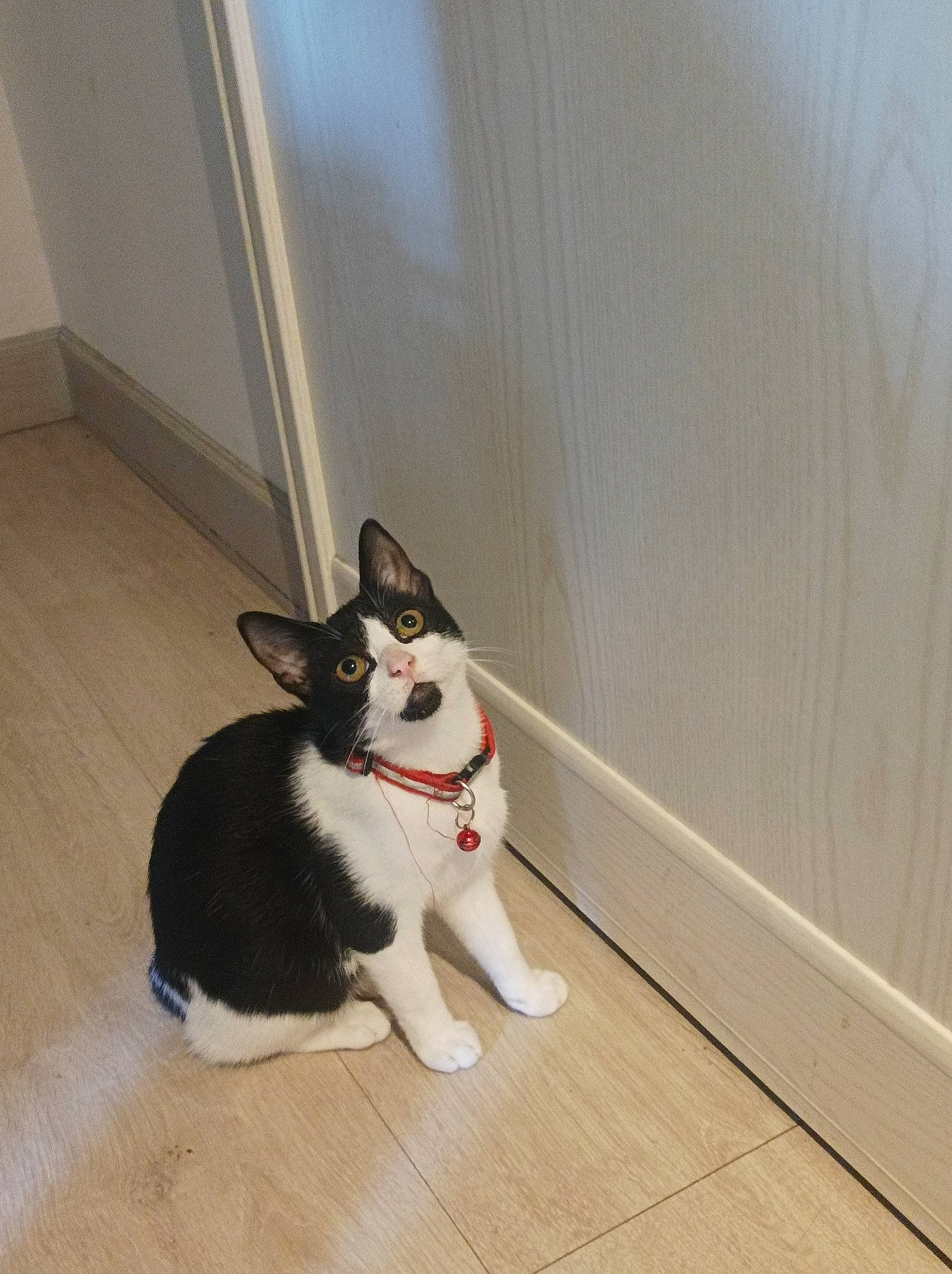 Nirvana a rejoint le concours — aidez-le/la à gagner de superbes lots ! boston_terrier, canidae, carnivore, collar, companion_dog, dog, dog_breed, fawn, felidae, fixture, floor, flooring, hardwood, paw, small_to_medium_sized_cats, snout, sporting_group, tail, whiskers, wood