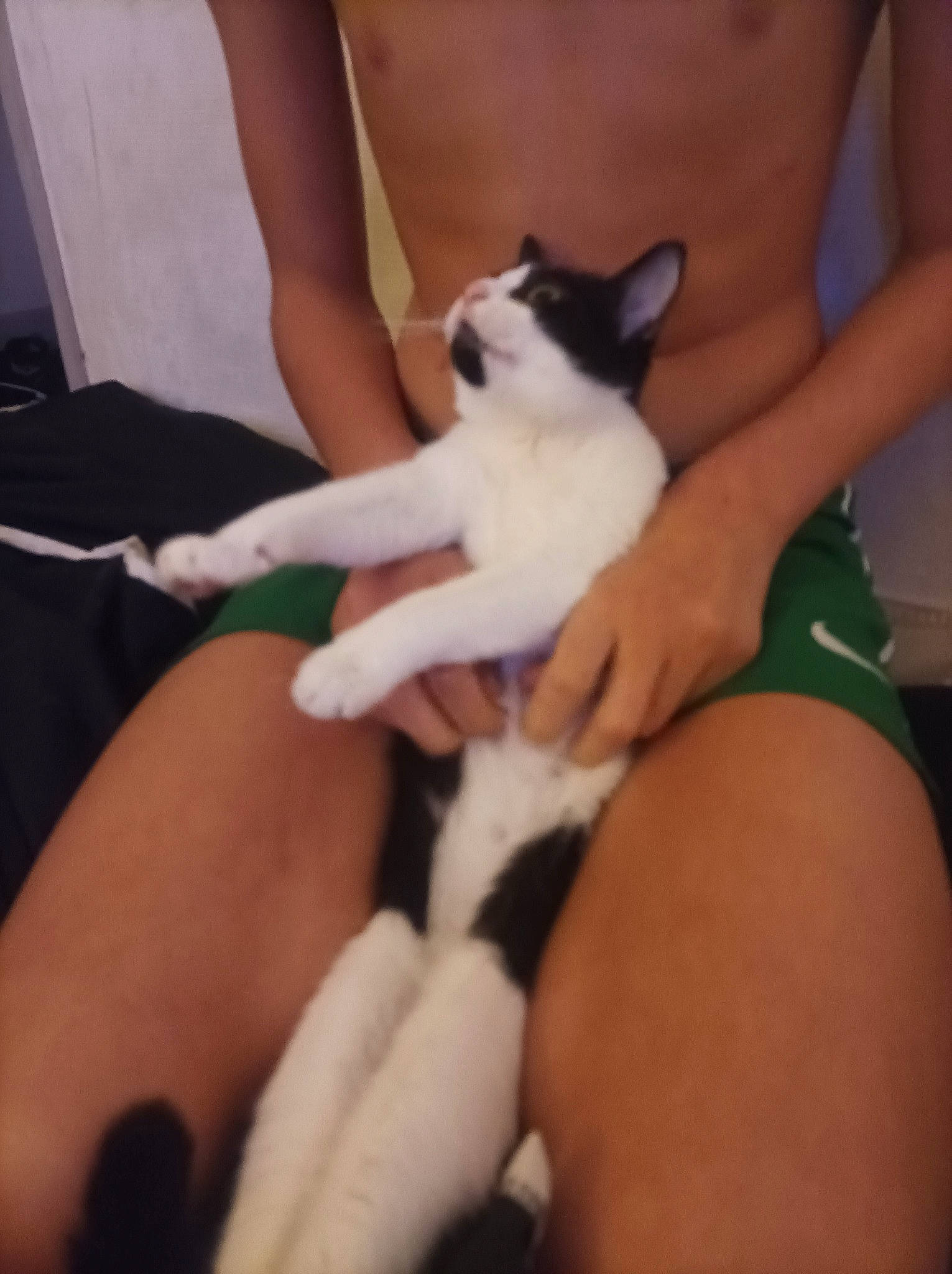 Nirvana a rejoint le concours — aidez-le/la à gagner de superbes lots ! carnivore, cat, comfort, companion_dog, elbow, eye, fawn, felidae, finger, gesture, hand, human_leg, joint, knee, lap, leg, small_to_medium_sized_cats, thigh, thumb, whiskers