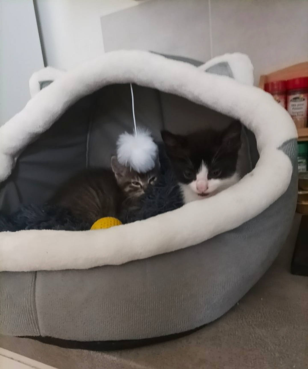 Nirvana a rejoint le concours — aidez-le/la à gagner de superbes lots ! bag, bean_bag, carnivore, cat, cat_bed, cat_supply, chair, comfort, domestic_short_haired_cat, felidae, fur, linens, living_room, luggage_and_bags, nap, pet_supply, room, small_to_medium_sized_cats, tail, whiskers