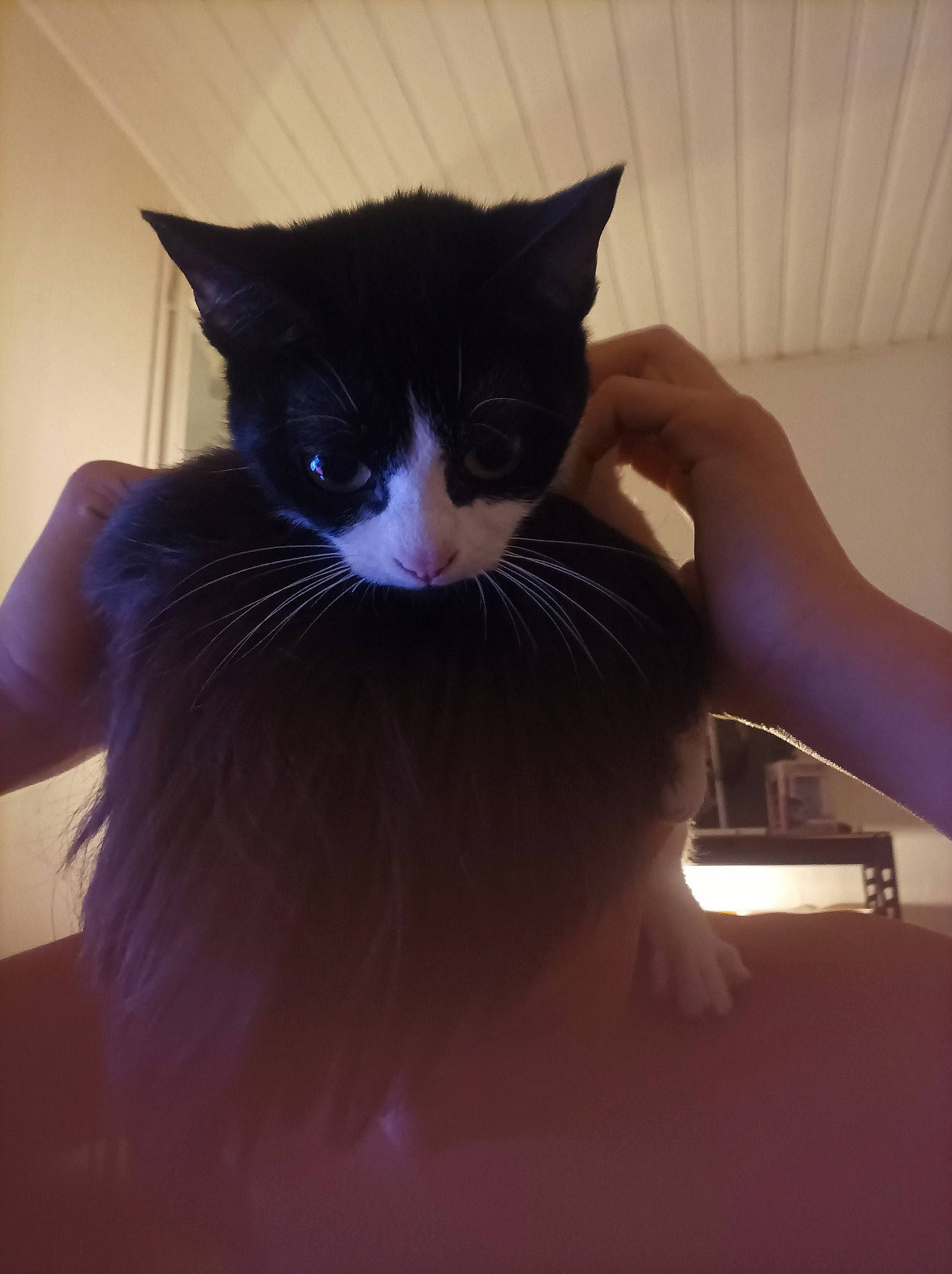 Nirvana a rejoint le concours — aidez-le/la à gagner de superbes lots ! black_cat, carnivore, cat, domestic_short_haired_cat, ear, electric_blue, eyelash, felidae, formal_wear, fur, gesture, neck, small_to_medium_sized_cats, snout, tail, vertebrate, whiskers