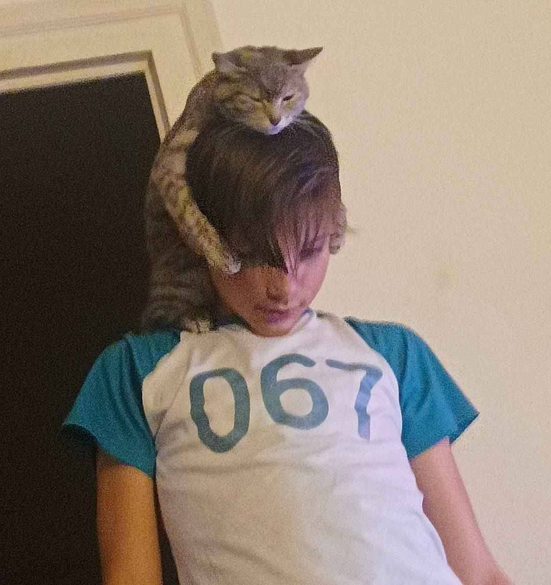 Rubis participe au concours pour gagner de l'argent avec cette photo : carnivore, cat, chest, ear, elbow, eyewear, fawn, felidae, gesture, happy, jaw, long_hair, neck, sleeve, small_to_medium_sized_cats, sportswear, sunglasses, t_shirt, waist, whiskers