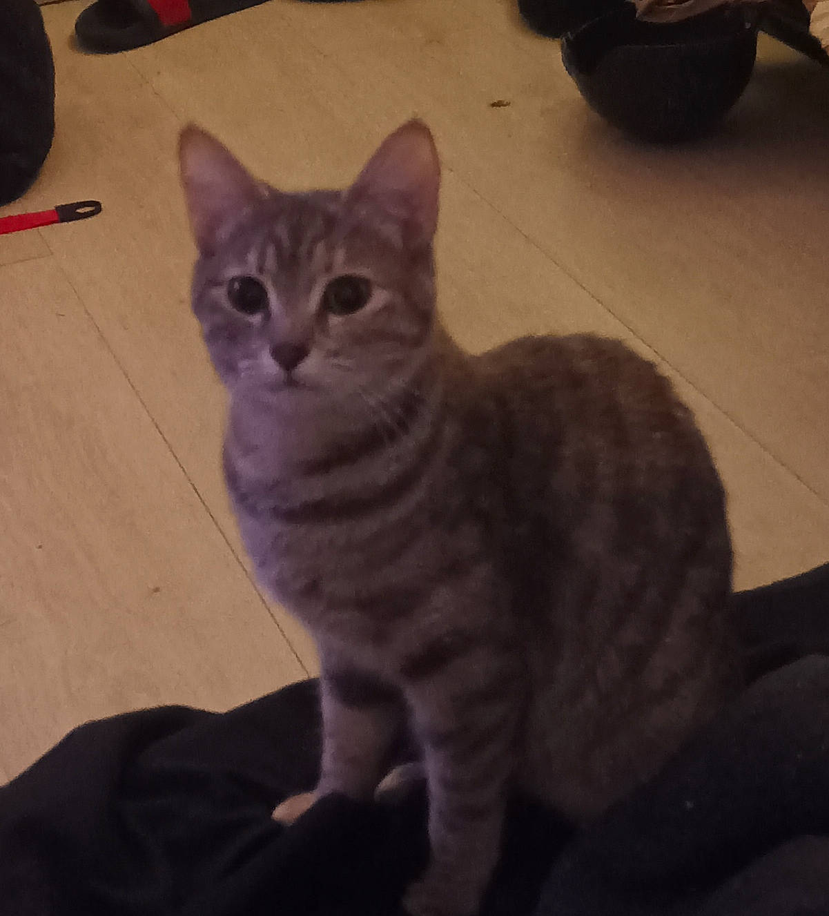 Rubis participe au concours pour gagner de l'argent avec cette photo : carnivore, cat, domestic_short_haired_cat, felidae, flooring, fur, paw, small_to_medium_sized_cats, tail, terrestrial_animal, whiskers