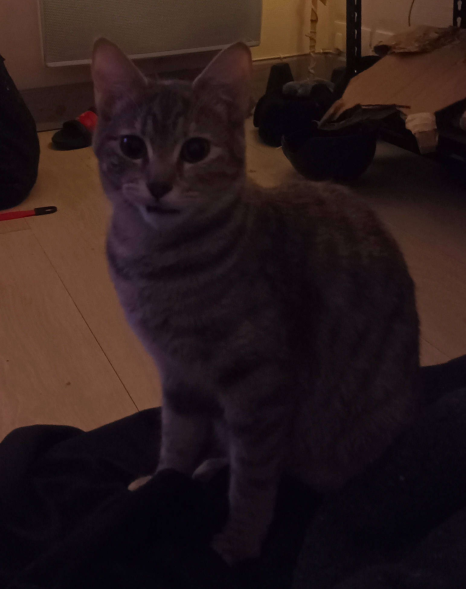 Rubis participe au concours pour gagner de l'argent avec cette photo : carnivore, cat, comfort, darkness, domestic_short_haired_cat, eye, felidae, fur, grey, paw, small_to_medium_sized_cats, snout, tail, terrestrial_animal, whiskers