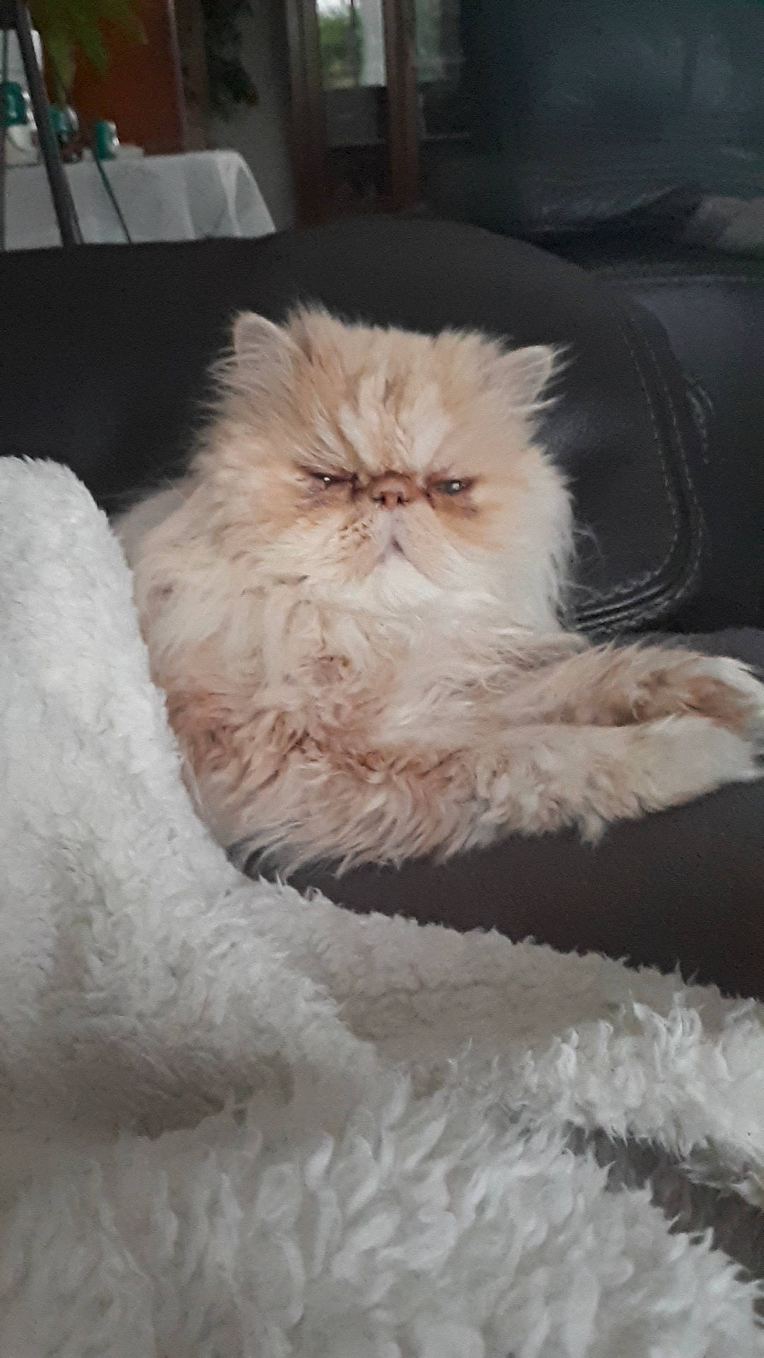 Hémy a rejoint le concours — aidez-le/la à gagner de superbes lots ! asian_semi_longhair, british_longhair, british_semi_longhair, carnivore, cat, domestic_long_haired_cat, eye, fawn, felidae, fur, himalayan, kitten, mammal, napoleon_cat, norwegian_forest_cat, persian, small_to_medium_sized_cats, tail, whiskers