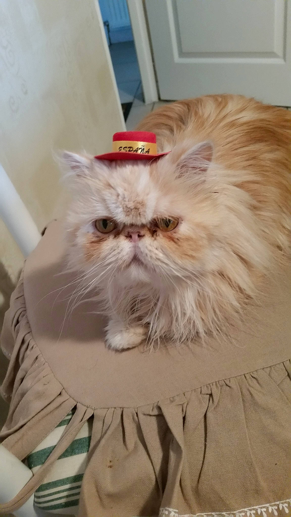 Hémy a rejoint le concours — aidez-le/la à gagner de superbes lots ! asian, asian_semi_longhair, british_longhair, british_semi_longhair, carnivore, cat, domestic_long_haired_cat, eye, fawn, felidae, fur, himalayan, mammal, napoleon_cat, persian, small_to_medium_sized_cats, whiskers