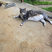 Hoodie joined the competition — help win amazing prizes! animal, cat, concrete, daylight, domestic_cat, feline, grass, gray_cat, lazy, mammal, nature, outdoor, pet, plants, porch, rake, relaxed, resting, side_view, white_cat