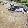 animal, cat, concrete, daylight, domestic_cat, feline, grass, gray_cat, lazy, mammal, nature, outdoor, pet, plants, porch, rake, relaxed, resting, side_view, white_cat