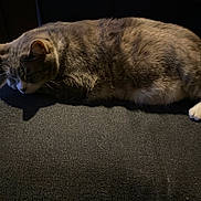 Hoodie is registered to the contest to win money with this photo: cat, sleeping, feline, indoor, chair, pet, resting, fur, whiskers, tail, cozy, calm, domestic_animal, mammal, quiet, relaxation, home, comfort, animal, cute