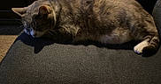Hoodie is registered to the contest to win money with this photo: animal, calm, cat, chair, comfort, cozy, cute, domestic_animal, feline, fur, home, indoor, mammal, pet, quiet, relaxation, resting, sleeping, tail, whiskers