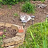 animal, brick, cat, daylight, flora, garden, greenery, mulch, nature, outdoor, peaceful, pet, plants, relaxing, resting, shrubbery, solar_lights, stone_border, summer, yard