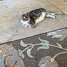 cat, gray_cat, white_cat, pet, animal, lounging, resting, indoor, floor, rug, patterned_rug, concrete, sideways_glance, feline, domestic_cat, relaxed, cute, fur, whiskers, ears