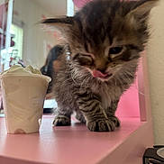 Khaos joined the competition — help win amazing prizes! kitten, cat, whipped_cream, cup, pink_surface, feline, pet, fluffy, close_up, indoor, mirror, furniture, young_animal, tongue_out, cute, small, domestic_animal, mammal, soft_lighting, playful