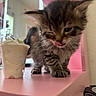 kitten, cat, whipped_cream, cup, pink_surface, feline, pet, fluffy, close_up, indoor, mirror, furniture, young_animal, tongue_out, cute, small, domestic_animal, mammal, soft_lighting, playful