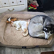 Peaches joined the competition — help win amazing prizes! cat, dog, husky, orange_tabby, pet_bed, stuffed_toy, toy_box, dresser, wood_floor, cozy, sleeping, curled_up, indoor, home, resting, cuddling, fur, paw, plush_toy, furniture