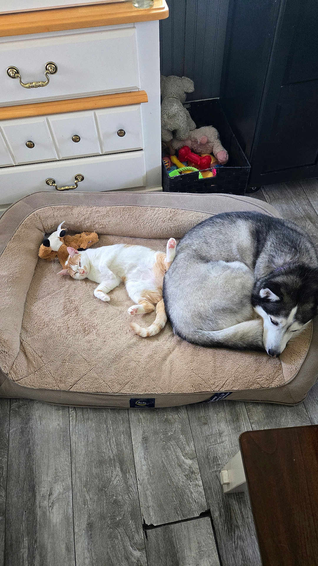 Peaches joined the competition — help win amazing prizes! cat, dog, husky, orange_tabby, pet_bed, stuffed_toy, toy_box, dresser, wood_floor, cozy, sleeping, curled_up, indoor, home, resting, cuddling, fur, paw, plush_toy, furniture