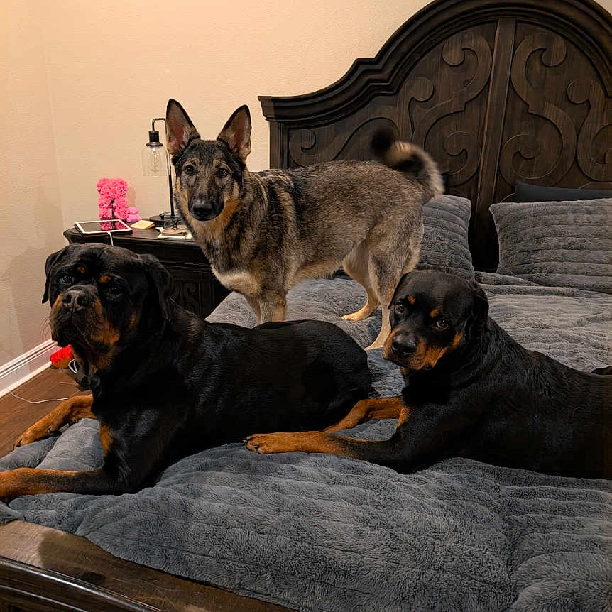 Luna Ripp Achilles joined the competition — help win amazing prizes! bed, bedroom, blanket, dog, dogs, floor, fur, german_shepherd, headboard, indoor, lamp, looking_at_camera, nightstand, pet, pillow, plush_toy, rottweiler, smartphone_screenshot, three_animals, wooden_furniture